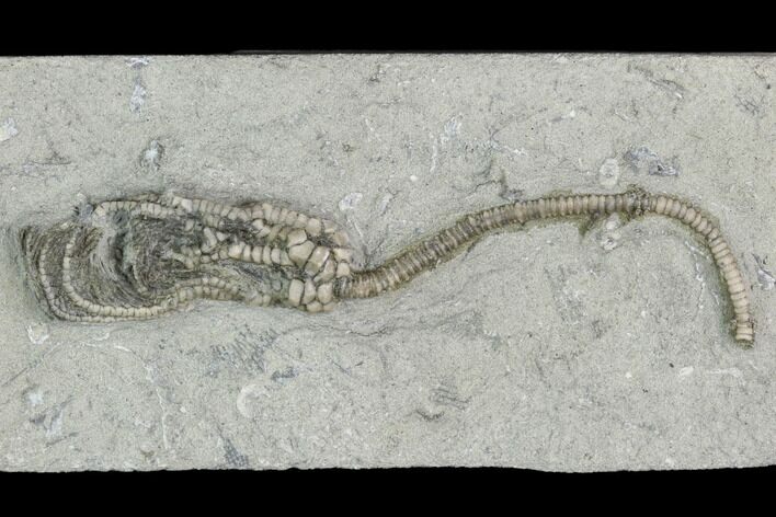 Crinoid (Pachylocrinus) Fossil - Crawfordsville, Indiana #122962